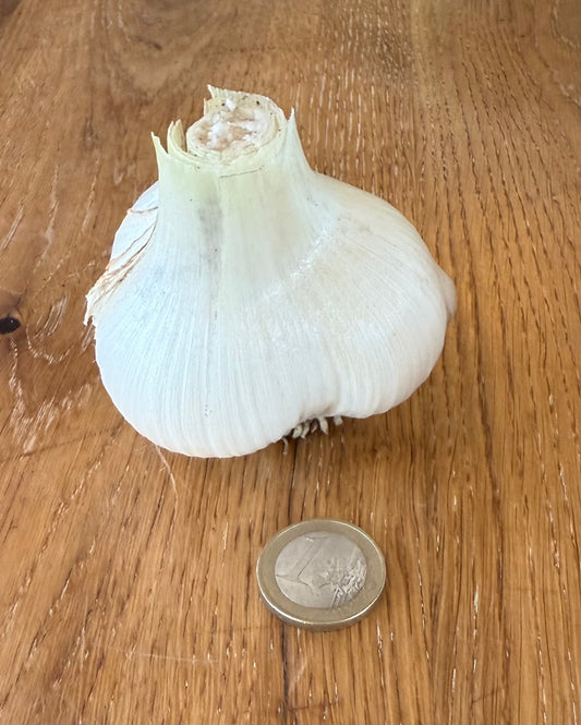 Bio-Elefanten-Knoblauch